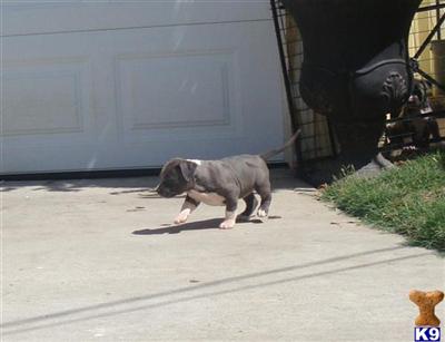 Puppies for Sale