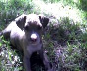 Dogs - American Pit Bull
