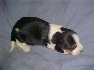 Beagle Puppies for Sale