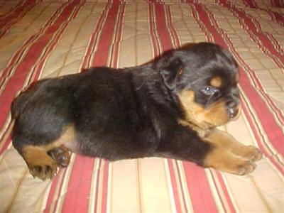Rottweiler Puppies for Sale