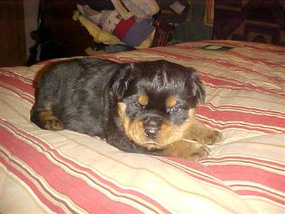 Rottweiler Puppies for Sale