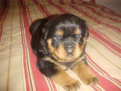 Rottweiler Puppies for Sale