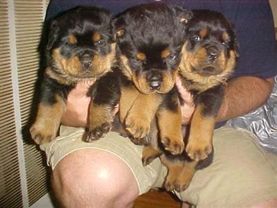 Rottweiler Puppies for Sale