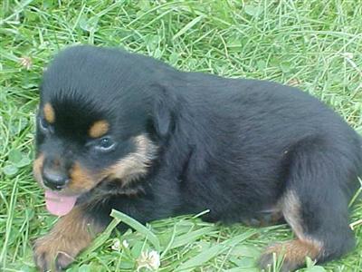 Rottweiler Puppies for Sale