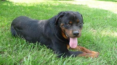Stud Dogs - Rottweiler