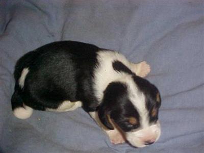 Beagle Puppies for Sale