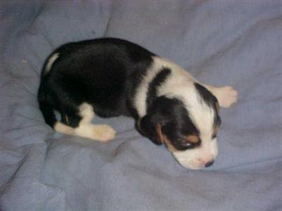 Beagle Puppies for Sale