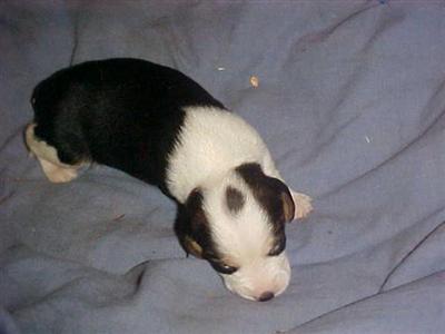 Beagle Puppies for Sale