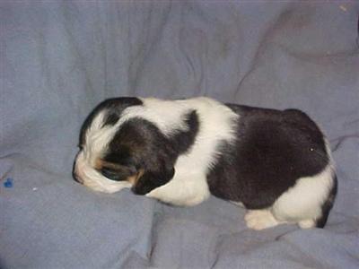 Beagle Puppies for Sale