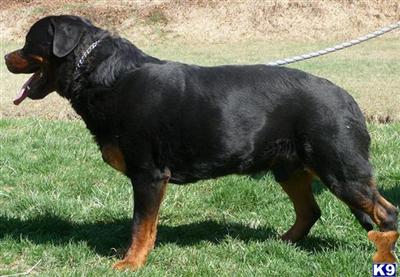 Stud Dogs - Rottweiler