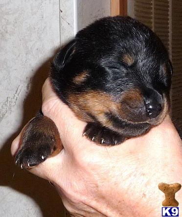 Puppies in KY