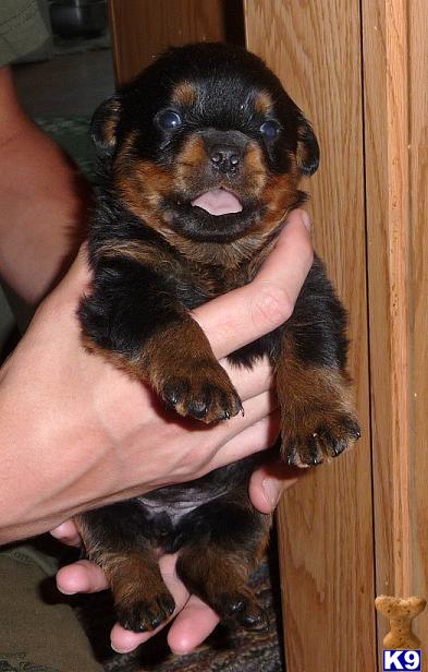Puppies in KY