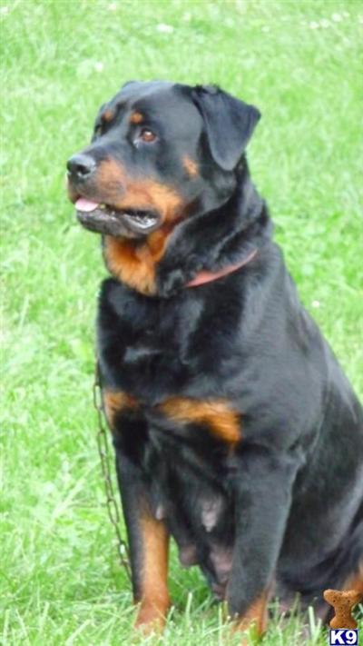 Rottweiler Puppies for Sale
