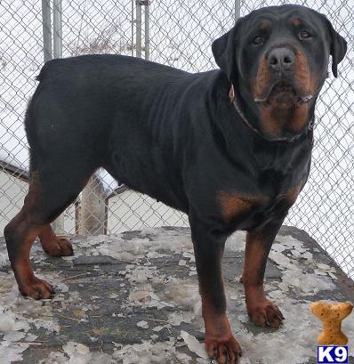 Rottweiler Puppies for Sale