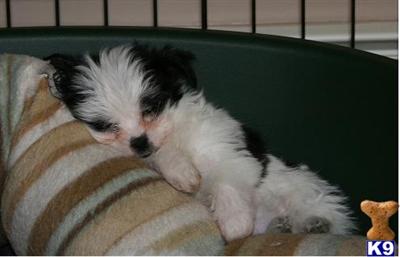 Mi-Ki Puppies for Sale