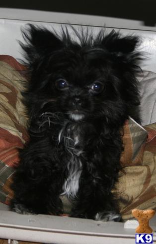 Mi-Ki Puppies for Sale