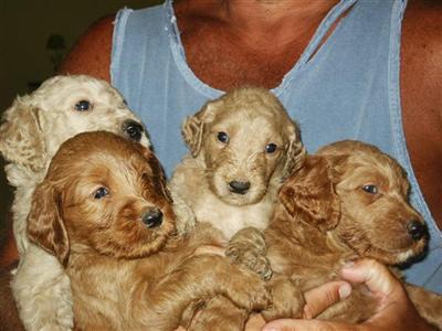 Puppies in NJ