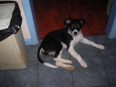 Border Collie Puppies for Sale