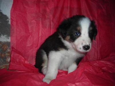 Border Collie Puppies for Sale