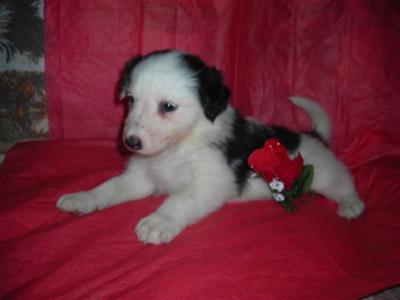 Border Collie Puppies for Sale