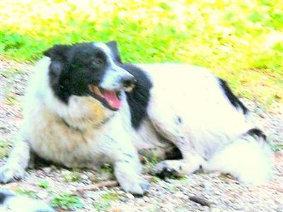 Stud Dogs - Border Collie