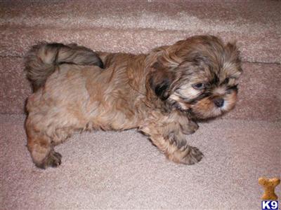 Lhasa Apso Puppies for Sale