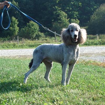 Stud Dogs - Poodle