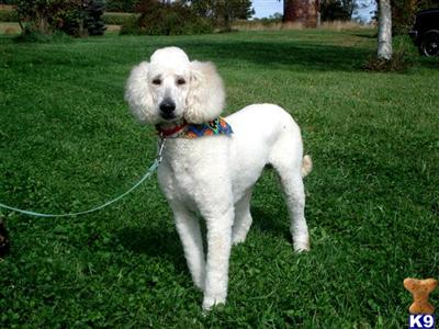 Stud Dogs - Poodle