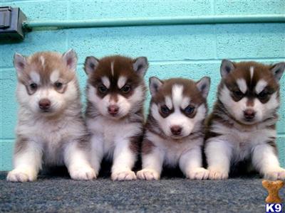 Siberian Husky Puppies for Sale