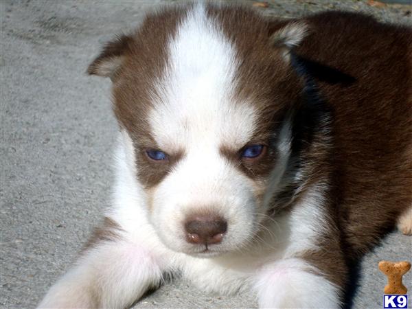 siberian husky puppies for sale in pa. Siberian Husky Puppies in PA