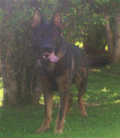 Dogs - German Shepherd