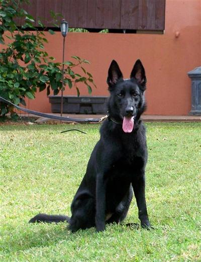 Dogs - German Shepherd