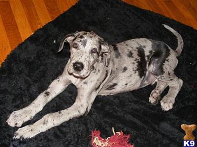 Great Dane Puppies for Sale