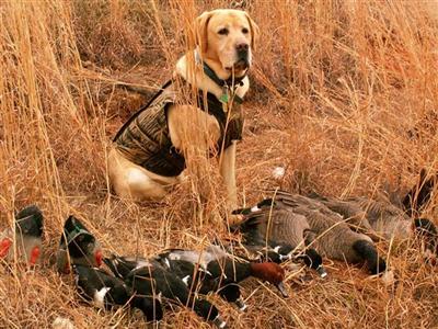 Stud Dogs - Labrador Retriever