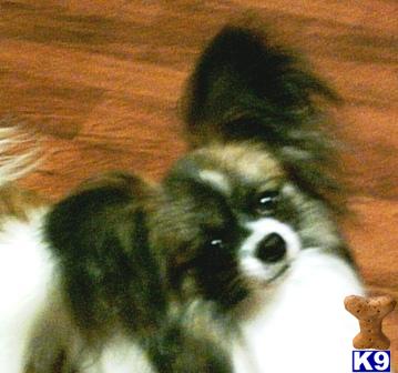 Papillon Puppies for Sale