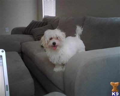 Stud Dogs - Havanese
