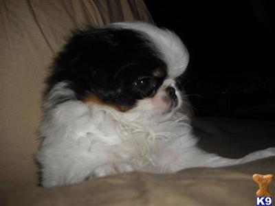 Japanese Chin Puppies for Sale