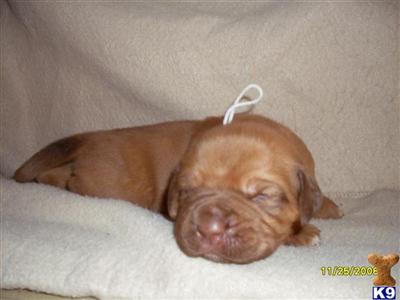 Puppies in Aguanga