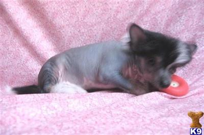Puppies in MI
