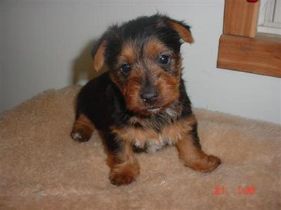 Puppies in WI