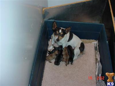 Puppies in WI