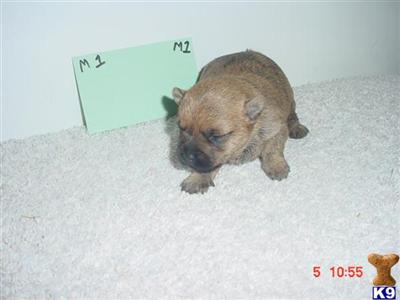 Cairn Terrier Puppies for Sale