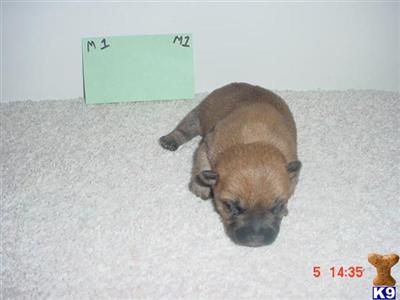 Norwich Terrier Puppies for Sale