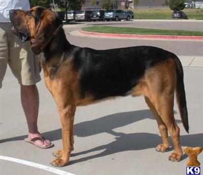 Stud Dogs in CO