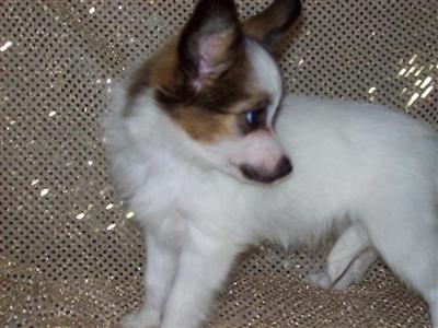 Papillon Puppies for Sale