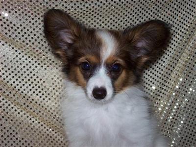 Papillon Puppies for Sale