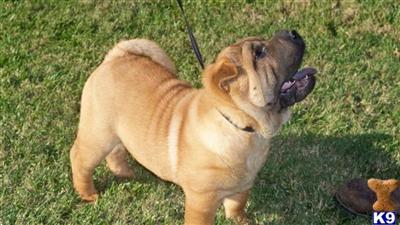 Chinese Shar-Pei Puppies for Sale