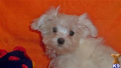 Maltese Puppies for Sale