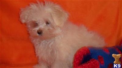 Maltese Puppies for Sale