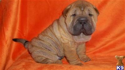 Chinese Shar-Pei Puppies for Sale
